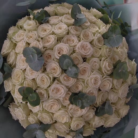 101 rosa blanca
