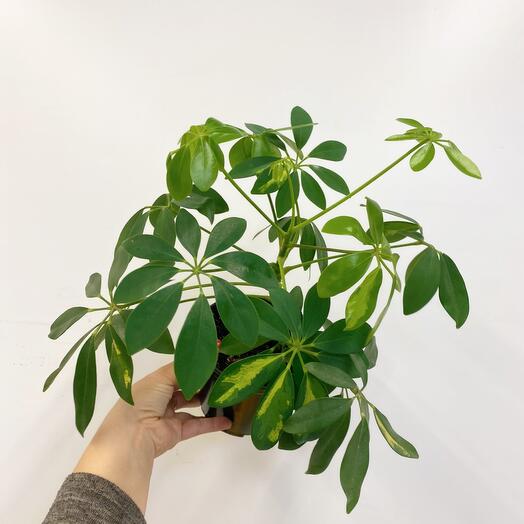 Scheffler 's houseplant variegatnaya