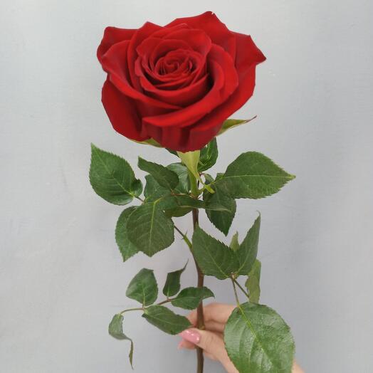 Rose Ecuador Explorer 50 cm