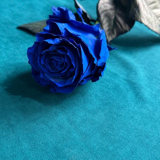 Azul 50cm