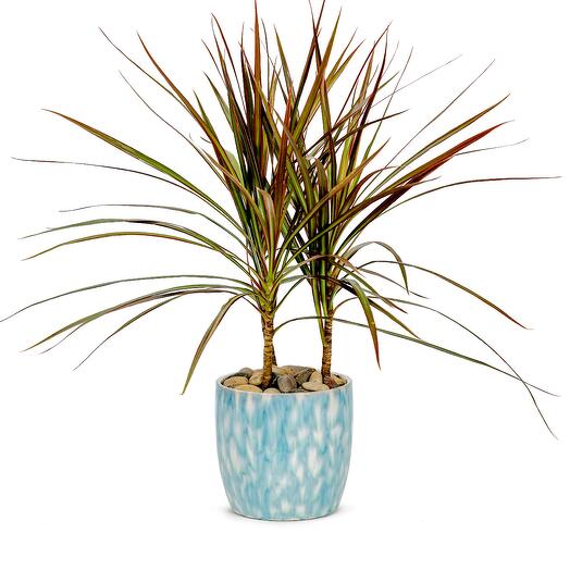 Dracaena Marginata - designer ceramic pot