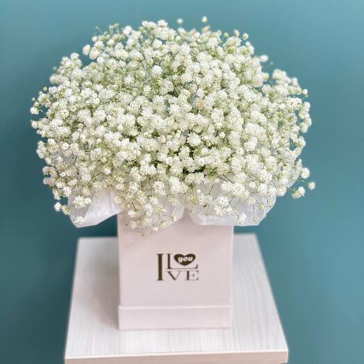 Gypsophila in a box