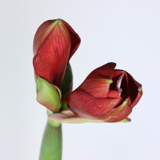 Амариллис красный