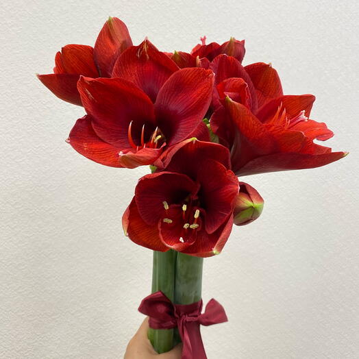 Амариллис 3шт