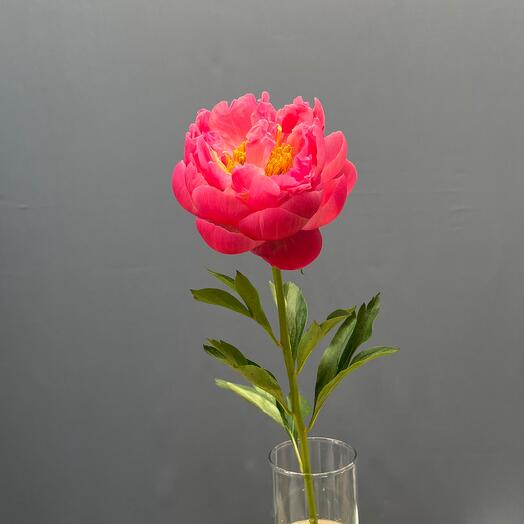 Пион Coral Charm