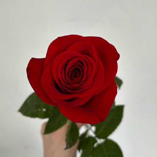 Красная Роза Фридом