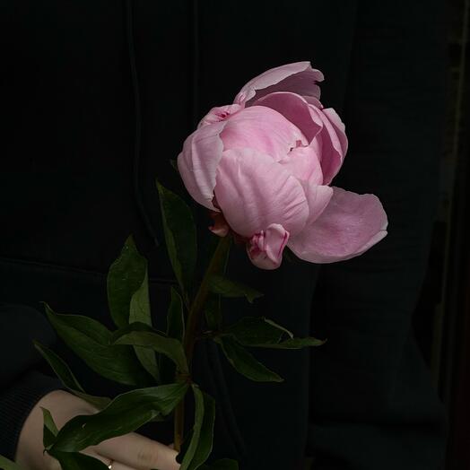 Rosa peonía Sarah Bernard