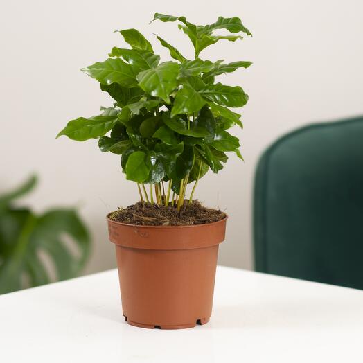 Кофейное дерево 12/25 см