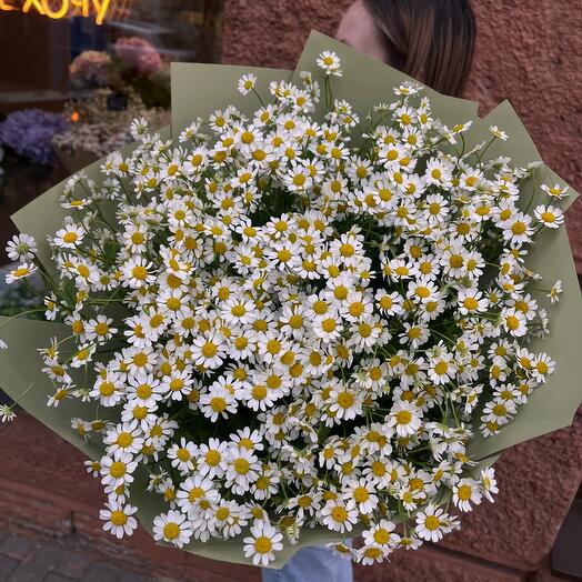 Букет из 15 кустовых ромашек в красивой упаковке