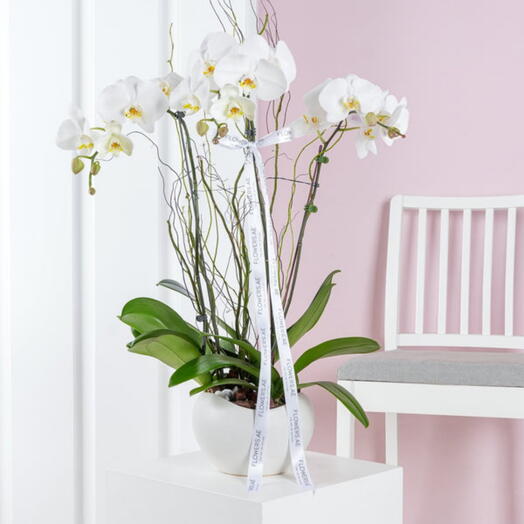 Orchid Flower Plant