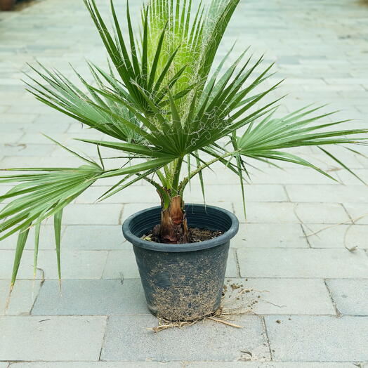 Washingtonia Robusta Mexican Fan Palm