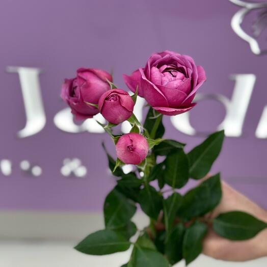 Кустовая роза 3