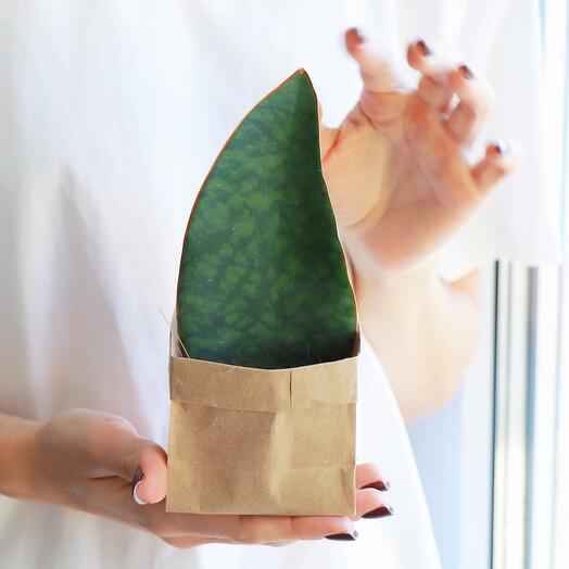 Сансевиерия суккулент S