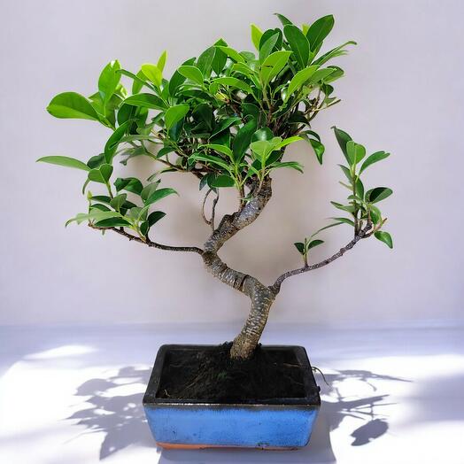 BONSAI FICUS 6 A