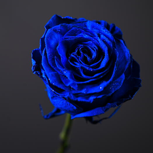 Blue Tinted Rose-3737