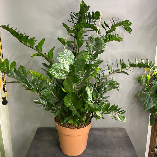 Замиакулькас