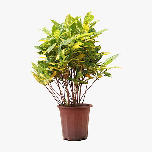 Croton Lemon Plant – Gold Dust