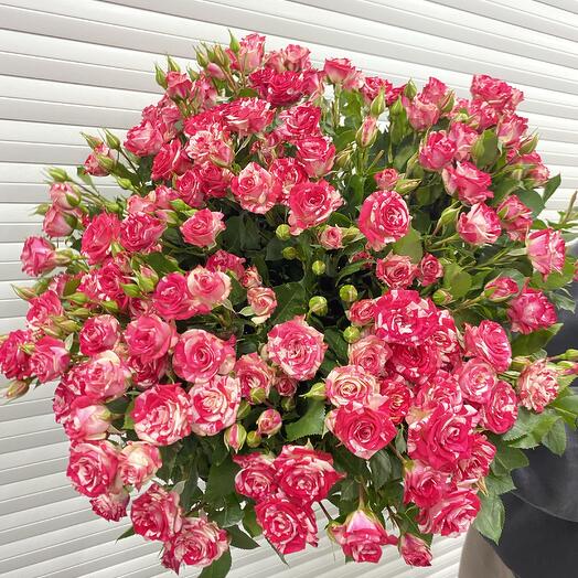 Rose bush 25 red and white marble roses "Firework"