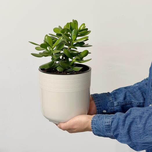 Crassula Gordita árbol del Dinero