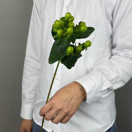 Гиперикум зеленый