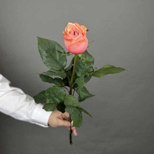 Роза пионовидная Кахала