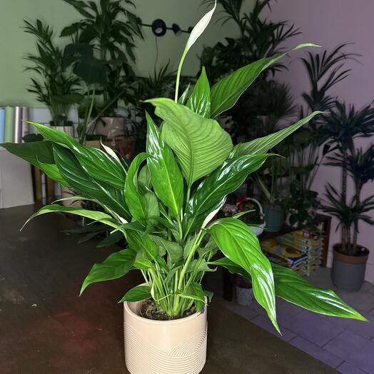 Spathiphyllum