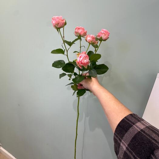 Мадам Бомбастик