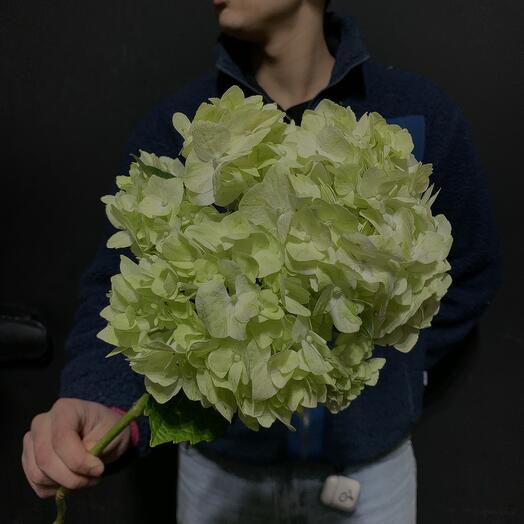 Hortensia