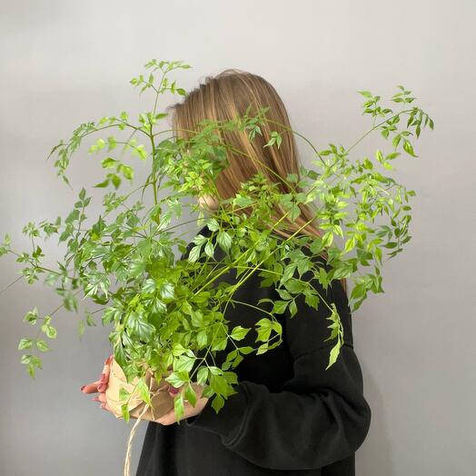 Китайская роза «Радермахера»