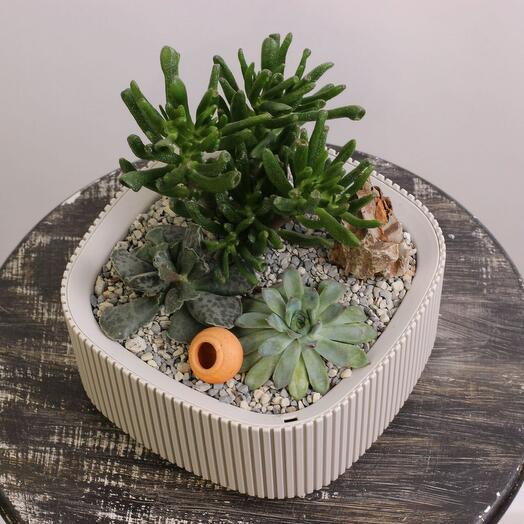 Мини садик из суккулентов