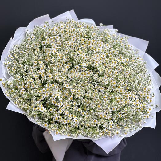Букет из 101 ромашек 💐