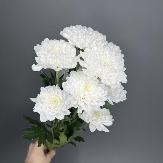 Altai Chrysanthemum