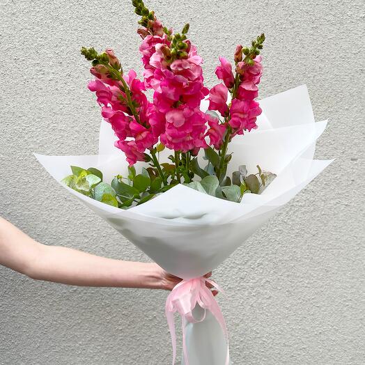 Five Antirrhinums