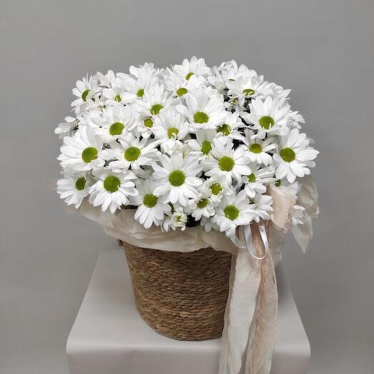 Корзина кустовых хризантем «Почти ромашки»