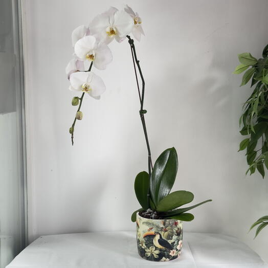 White Phalaenopsis Elegance — Single‑Stem Orchid in Designer Pot | Timeless Gift of Grace, Calm   Sophistication