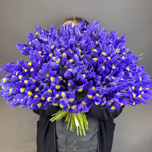 101 ирис