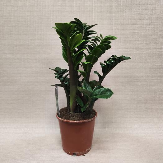 Замиокулькас Zenzi