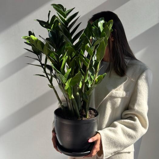 «Изумрудное спокойствие»