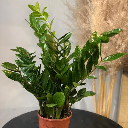 Замиакулькас