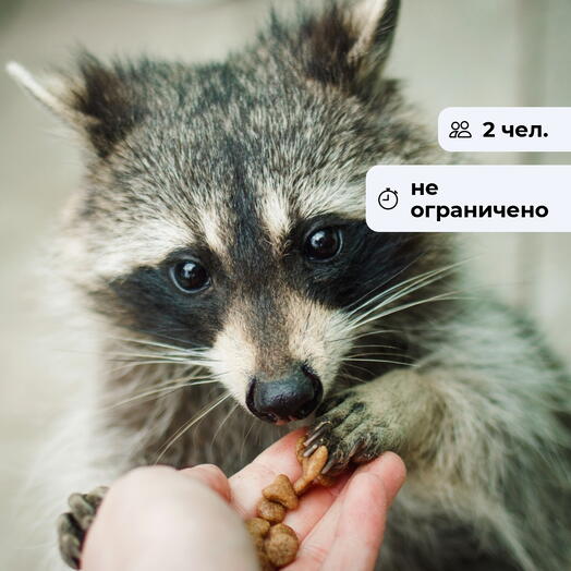 Покорми енота! Посещение мини-зоопарка