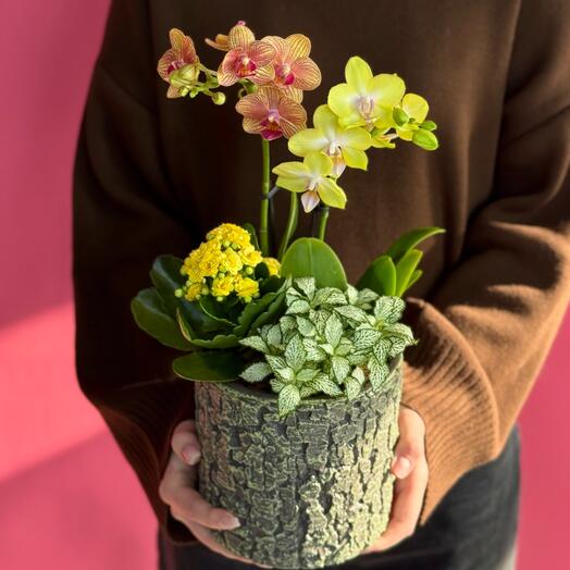 Орхидея жёлтая   в кашпо «Кора»