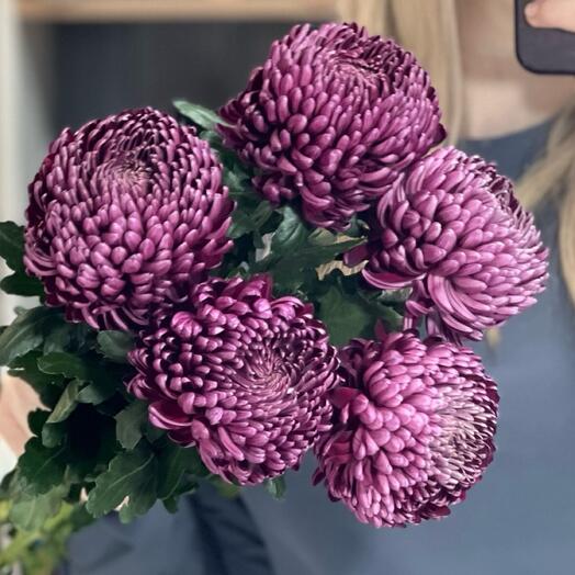 😍Моно хризантем сорта Бигуди 5 шт