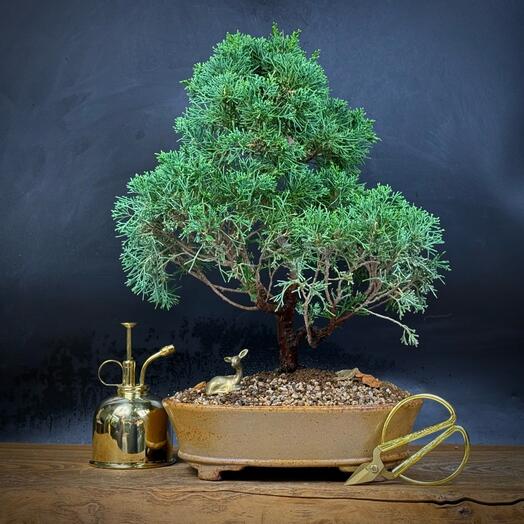 Бонсай Можжевельник, 44см, 33 года с ножницами и опрыскивателем