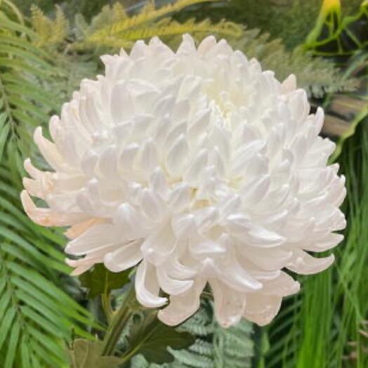 Белоснежная хризантема бигуди