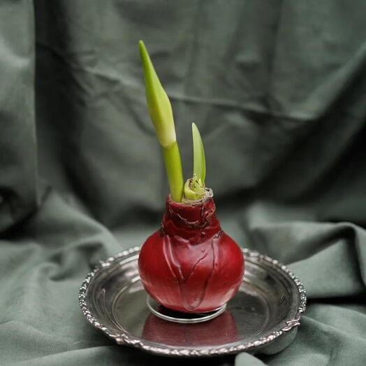 Амариллис в луковице