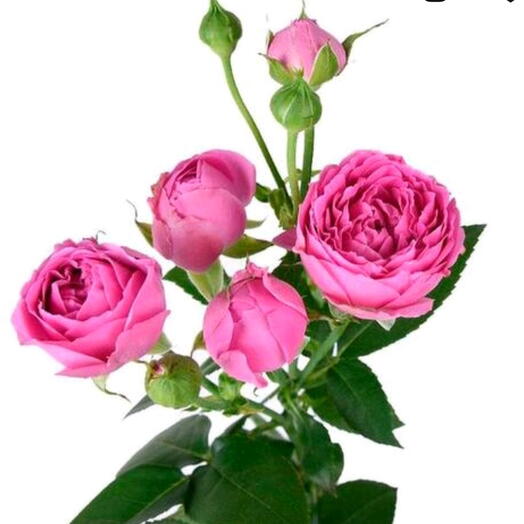 Пионавидные роза misty Bubbles