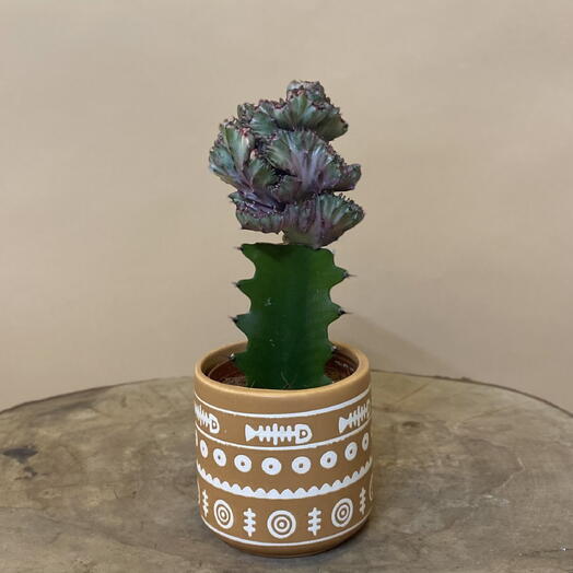 Комнатное растение Эуфорбия