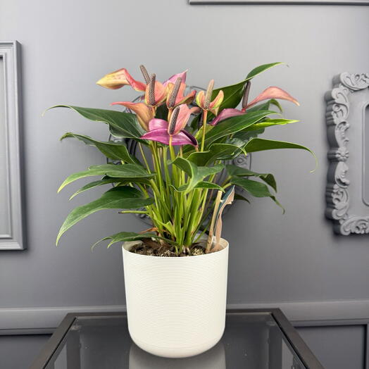 Антуриум зузу в белом  кашпо D 14 Высота 40  см