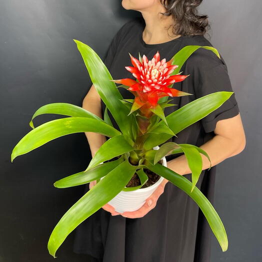 Бромелия (Гузмания) в стильном белом горшке