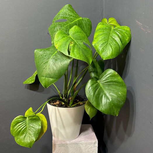 Комнатное растение монстера